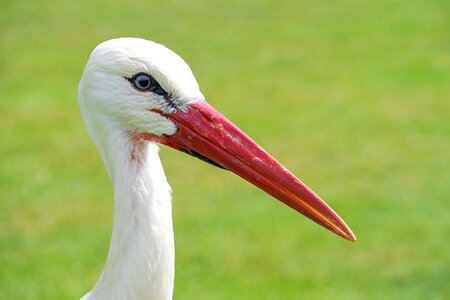 Close up bird wader