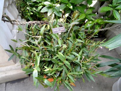 Dendrobium kingianum - United States Botanic Garden - DSC09583