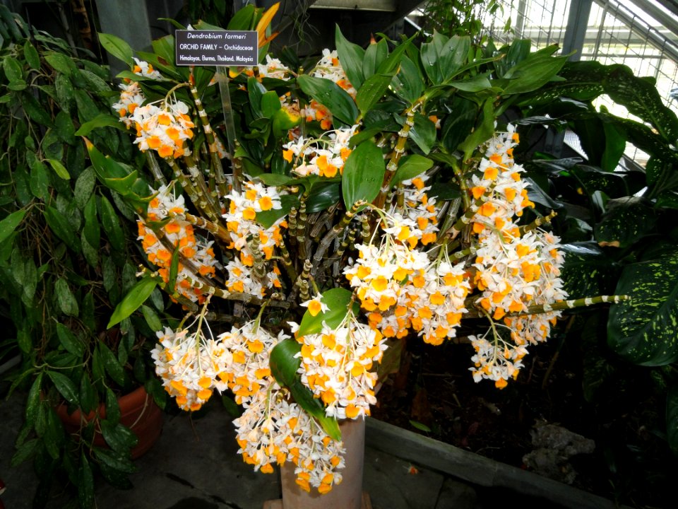 Dendrobium farmeri - United States Botanic Garden - DSC09586