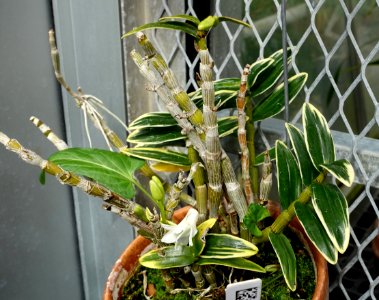 Dendrobium moniliforme 'Gin Setsu' - Lyman Plant House, Smith College - DSC02084