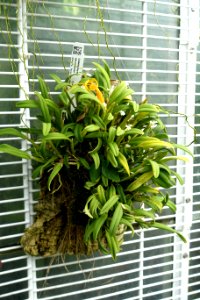 Dendrobium taylorii (Cadetia taylorii) - Lyman Plant House, Smith College - DSC02002