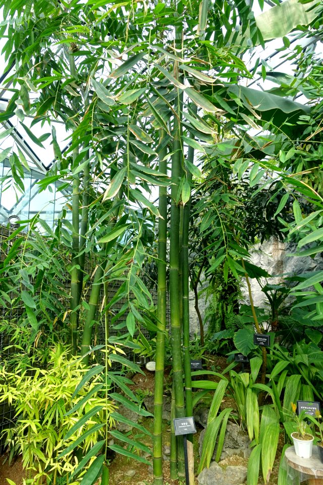 Dendrocalamus latiflorus - Shinjuku Gyo-en Greenhouse - Tokyo, Japan - DSC05729