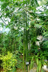 Dendrocalamus latiflorus - Shinjuku Gyo-en Greenhouse - Tokyo, Japan - DSC05729