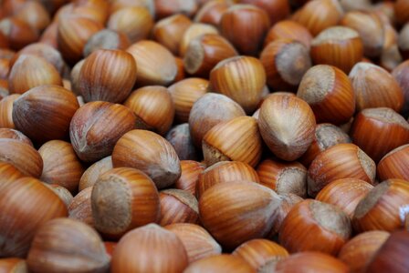 Nut food shell photo