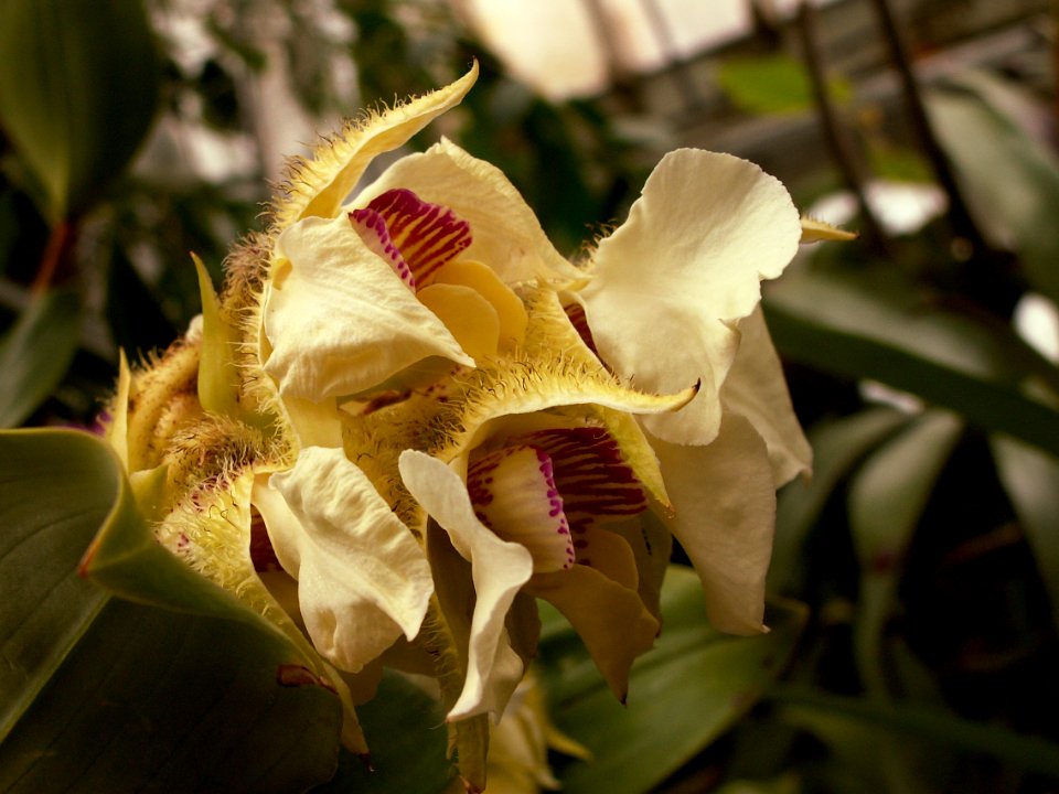 Dendrobium eximium, 2015-03-13, Phipps Conservatory