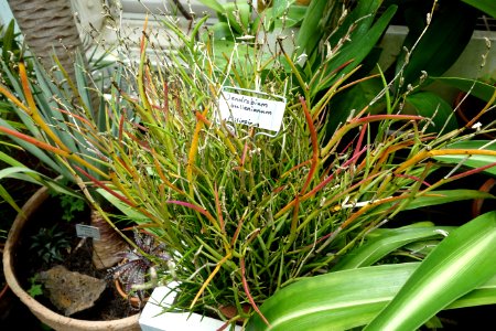Dendrobium bullenianum - Conservatory of Flowers - San Francisco, CA - DSC03194