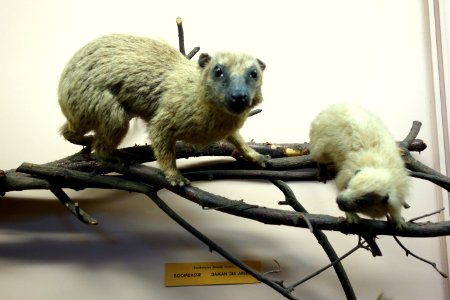 Dendrohyrax dorsalis - Royal Museum for Central Africa - DSC06762