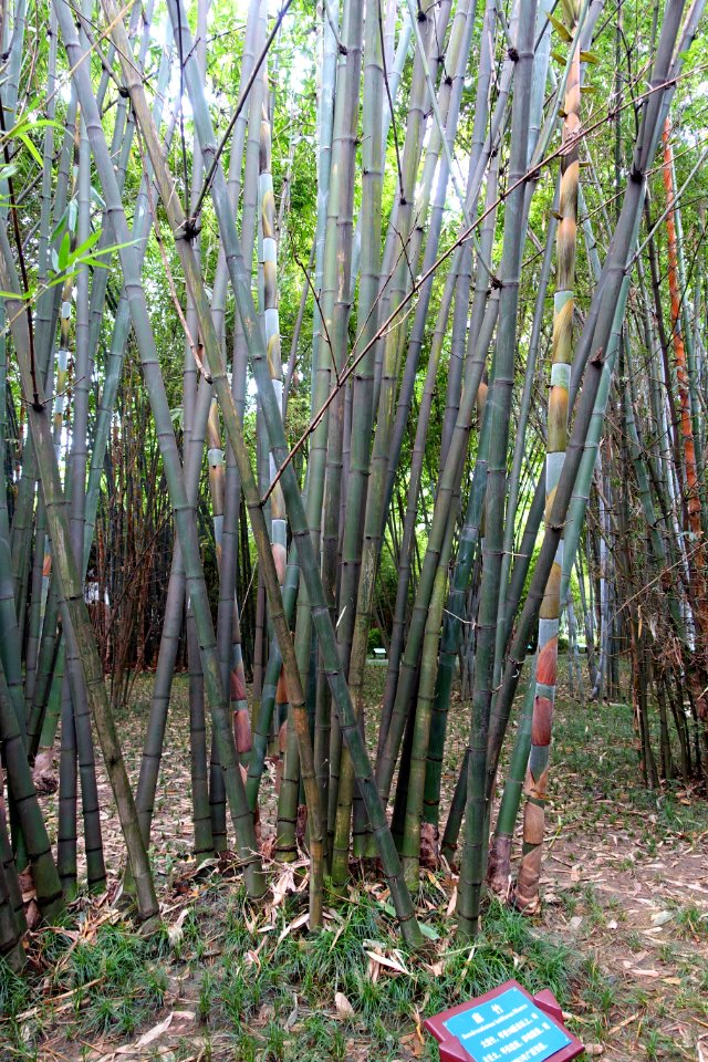 Dendrocalamus latiflorus - Wangjianglou Park - Chengdu, China - DSC06130