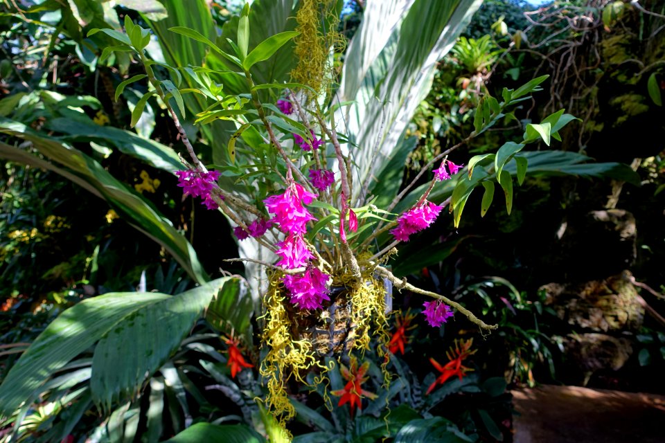 Dendrobium goldschmidtianum - Marie Selby Botanical Gardens - Sarasota, Florida - DSC01003