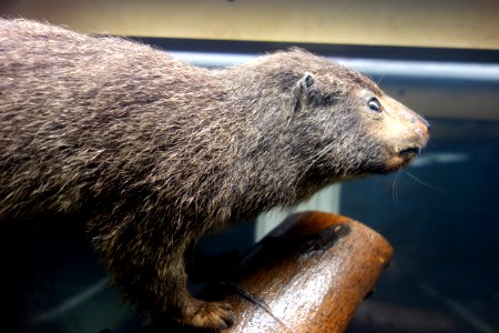 Dendrohyrax dorsalis - Museo Civico di Storia Naturale Giacomo Doria - Genoa, Italy - DSC02886 photo