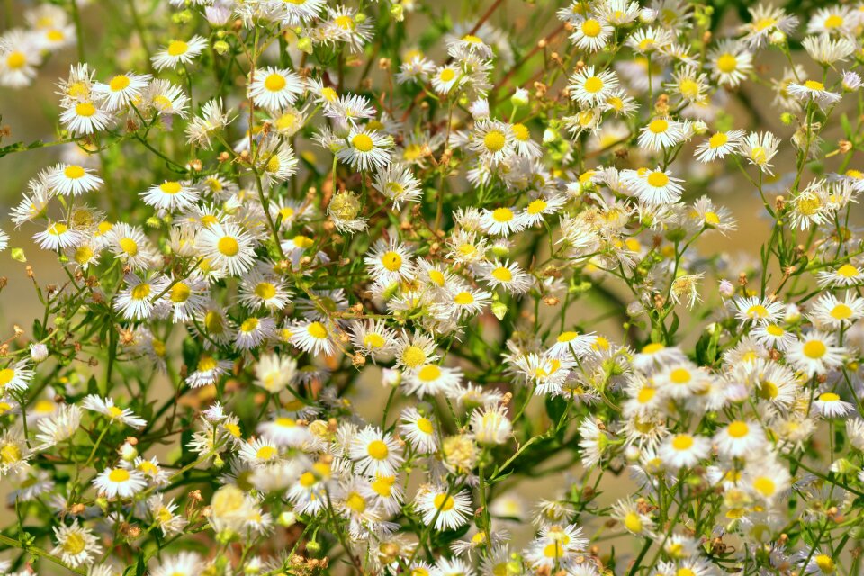 White flowers pointed flower summer flowers