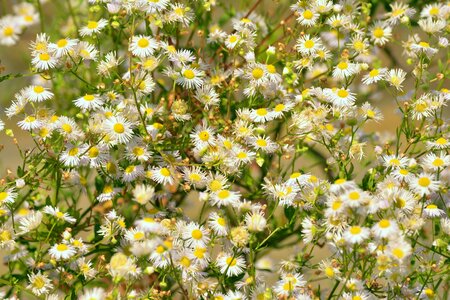 White flowers pointed flower summer flowers
