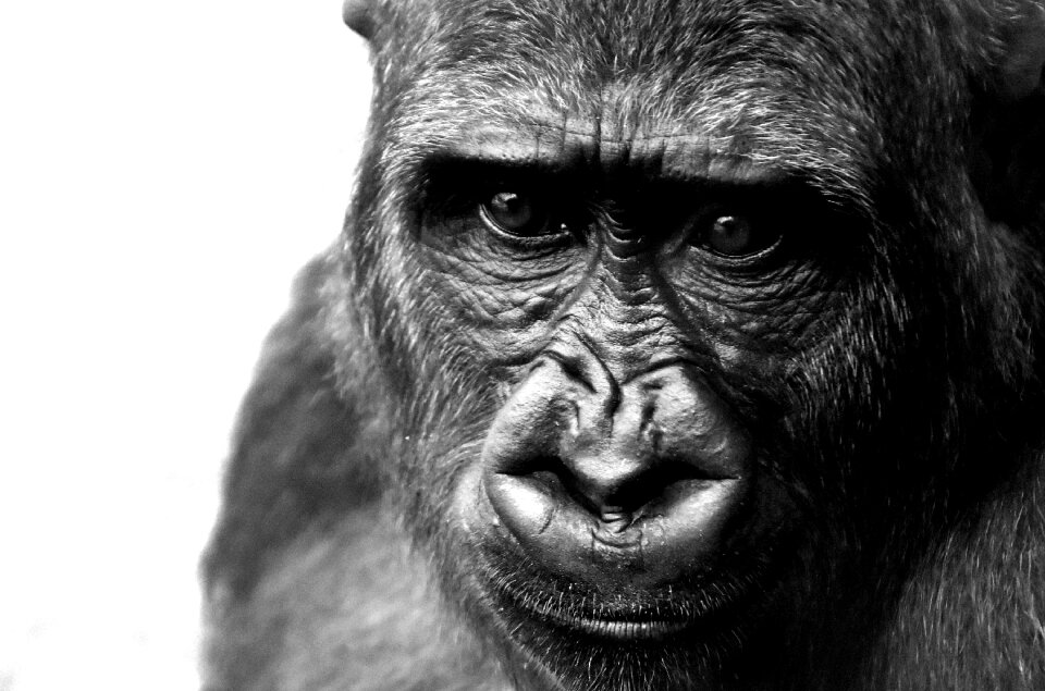 Zoo furry omnivore
