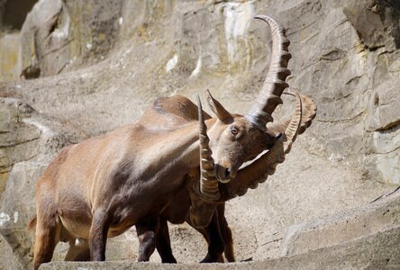 Mammal nature horns