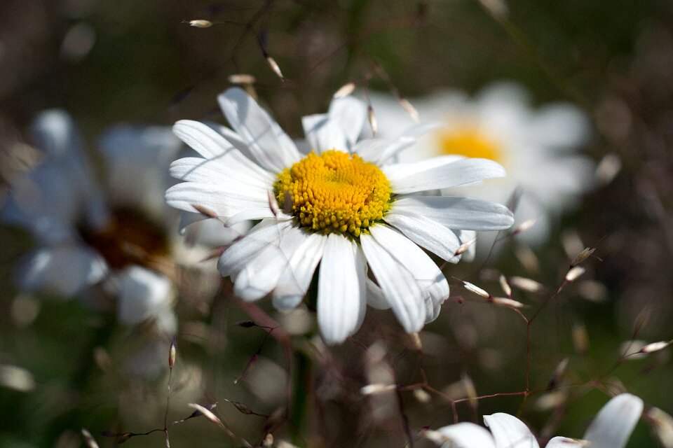 Daisy flower nature