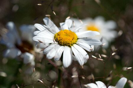 Daisy flower nature photo