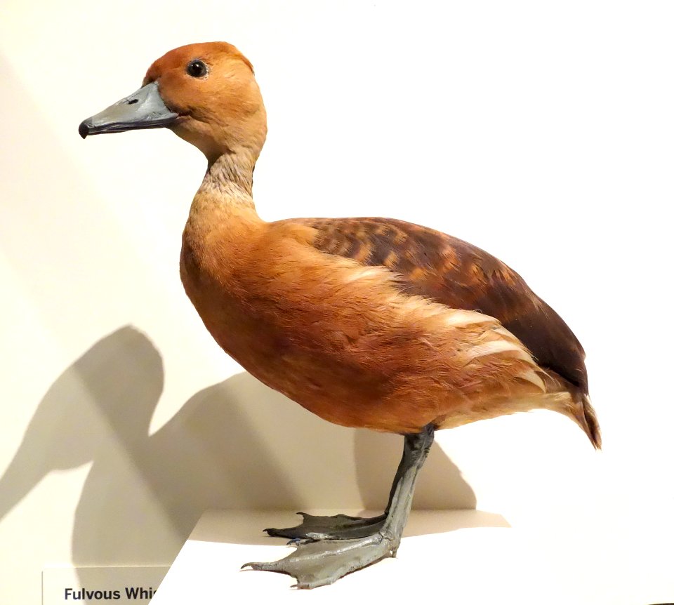 Dendrocygna bicolor (Fulvous whistling duck) - Oakland Museum of California - DSC05292
