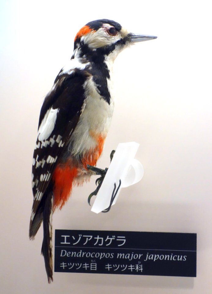 Dendrocopos major japonicus - National Museum of Nature and Science, Tokyo - DSC07055
