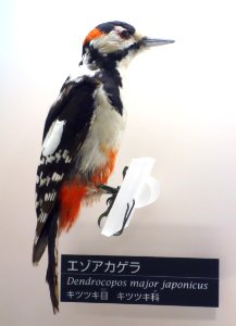 Dendrocopos major japonicus - National Museum of Nature and Science, Tokyo - DSC07055 photo