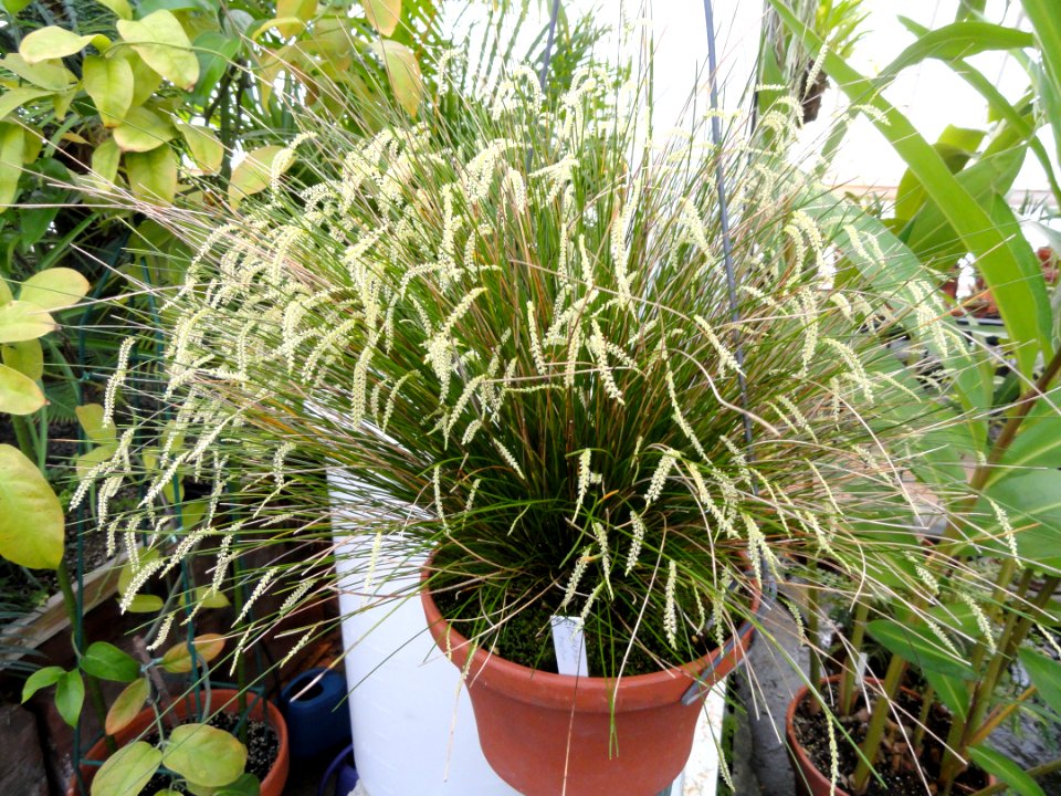 Dendrochilum tenellum - Talcott Greenhouse - Mount Holyoke College - DSC04526