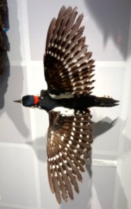 Dendrocopos major - Senckenberg Naturhistorische Sammlungen Dresden - DSC08221