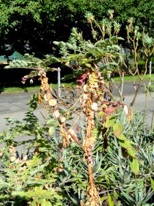 Dendriopoterium menziesii var. menendezii - Botanischer Garten, Frankfurt am Main - DSC02406