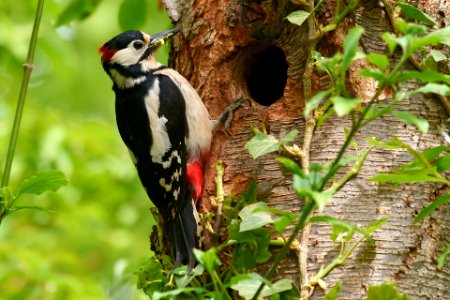 Dendrocopos major (feeding)