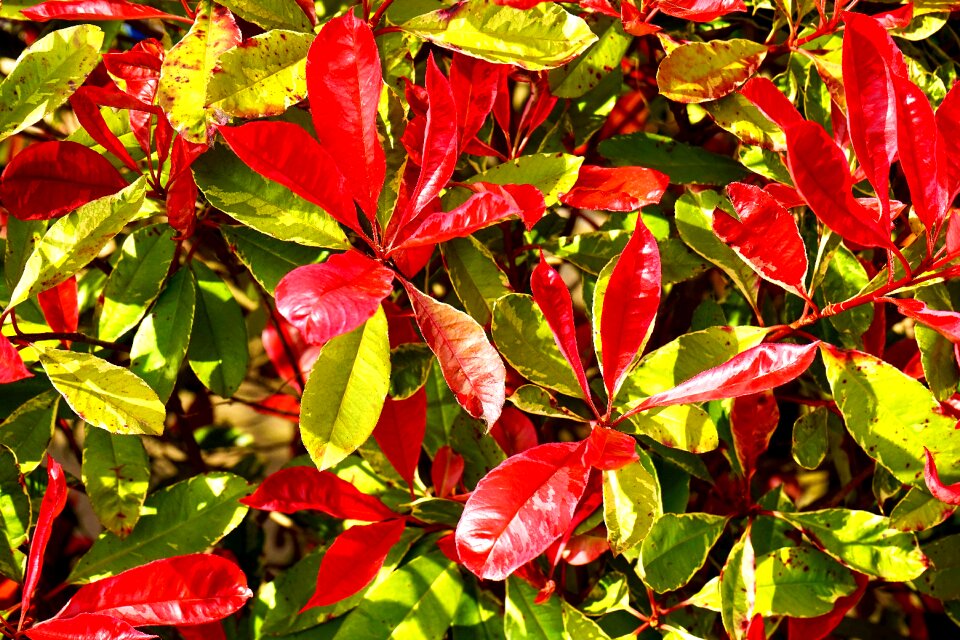 Green nature foliage