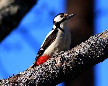 Dendrocopos major Oulu 20170530 01