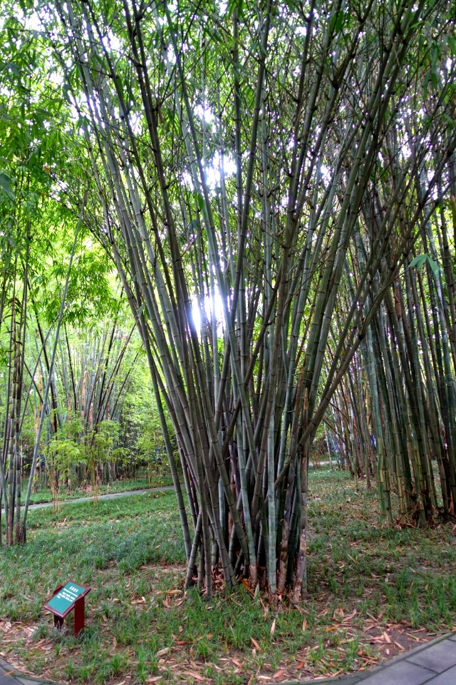 Dendrocalamus minor - Wangjianglou Park - Chengdu, China - DSC05852