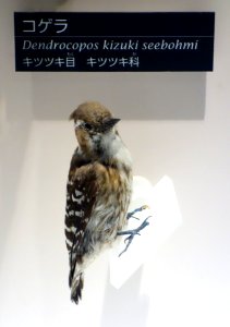 Dendrocopos kizuki seebohmi - National Museum of Nature and Science, Tokyo - DSC07073