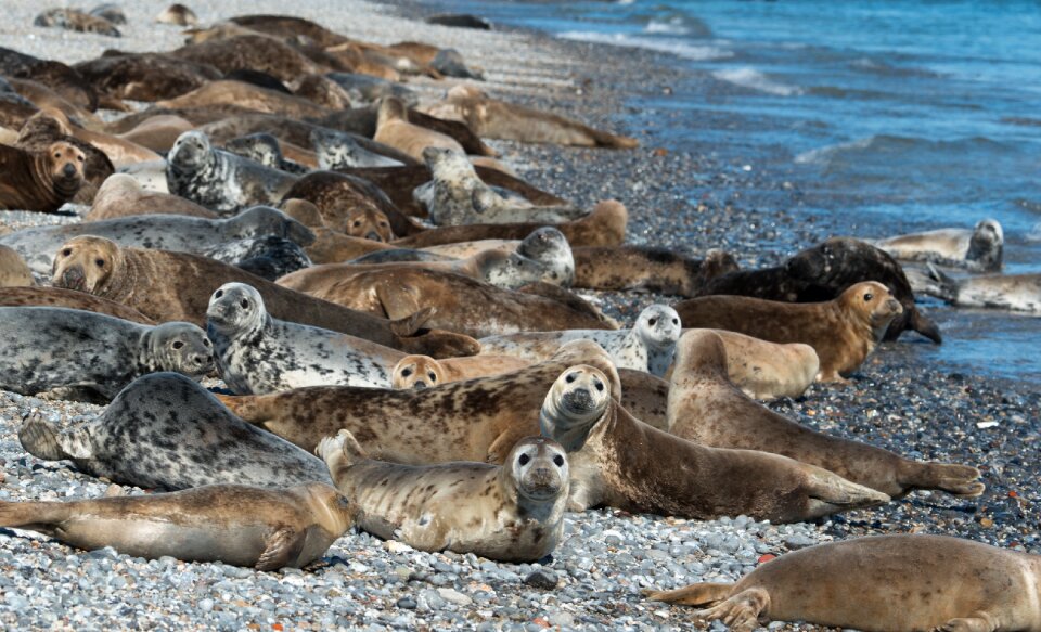 Animals group concerns