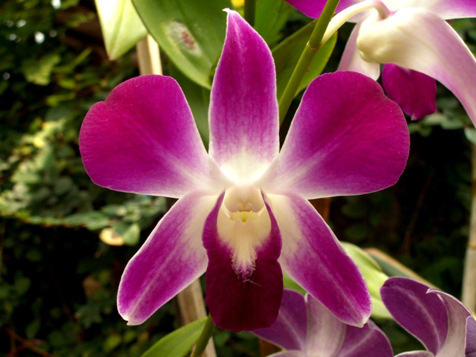 Dendrobium ‘Sonia,’ 2015-08-08, Phipps Conservatory, 01