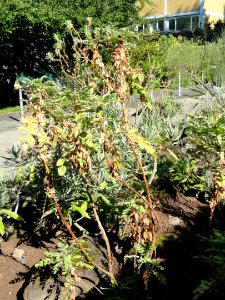 Dendriopoterium menziesii var. menendezii - Botanischer Garten, Frankfurt am Main - DSC02404