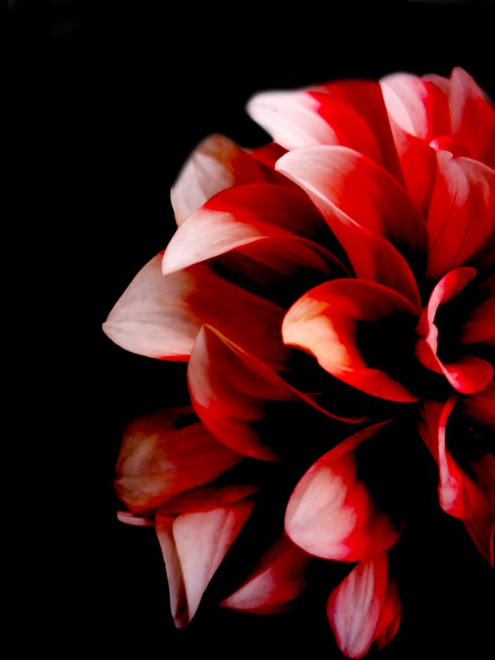 White bloom floral