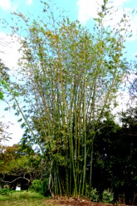 Dendrocalamus giganteus - Mounts Botanical Garden - Palm Beach County, Florida -DSC03755