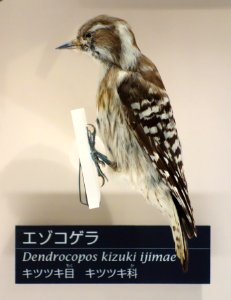 Dendrocopos kizuki seebohmi (ijimae) - National Museum of Nature and Science, Tokyo - DSC07064