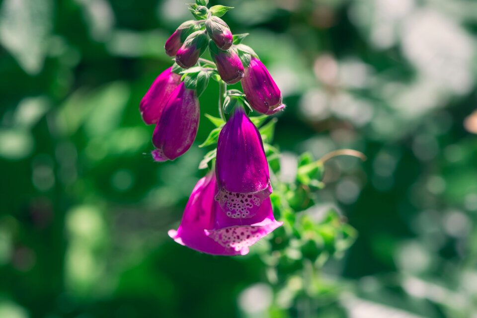 Flowers plant nature