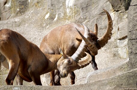 Mammal nature horns