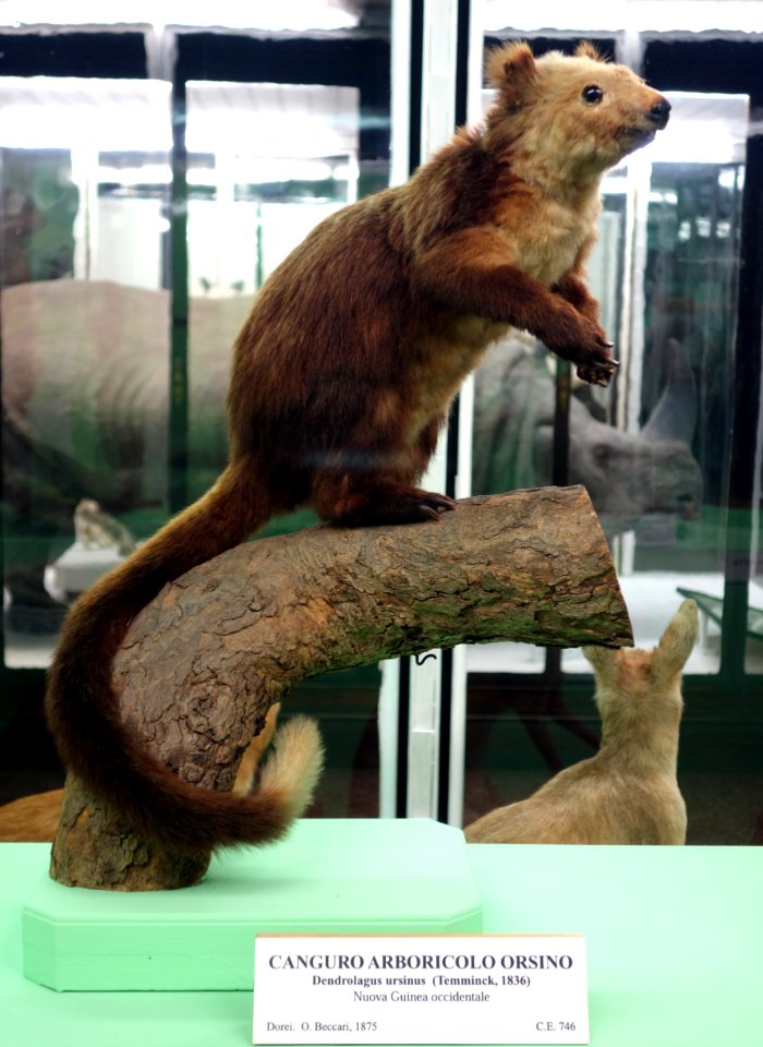 Dendrolagus ursinus - Museo Civico di Storia Naturale Giacomo Doria - Genoa, Italy - DSC02961