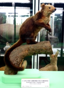 Dendrolagus ursinus - Museo Civico di Storia Naturale Giacomo Doria - Genoa, Italy - DSC02961