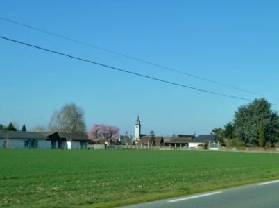 Denguin vue 1