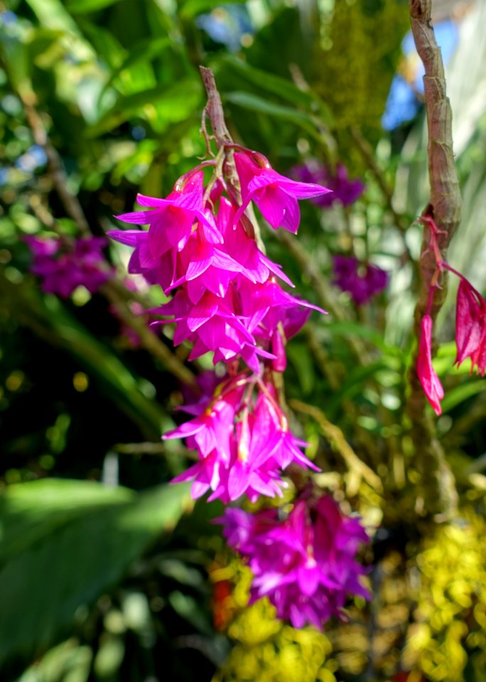 Dendrobium goldschmidtianum - Marie Selby Botanical Gardens - Sarasota, Florida - DSC01007