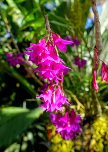 Dendrobium goldschmidtianum - Marie Selby Botanical Gardens - Sarasota, Florida - DSC01007