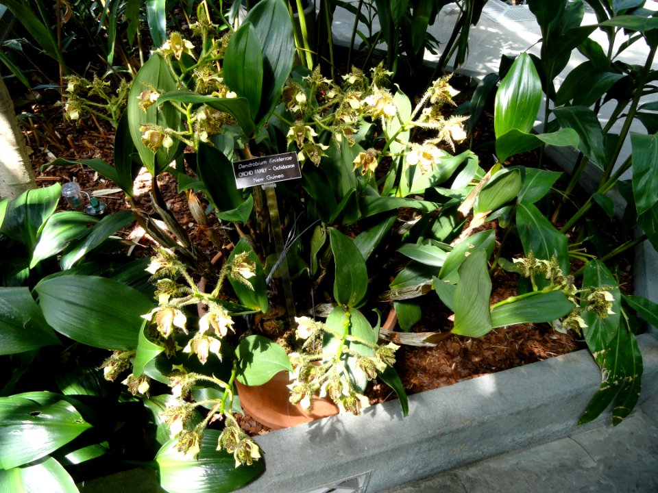 Dendrobium finisterrae - United States Botanic Garden - DSC09572