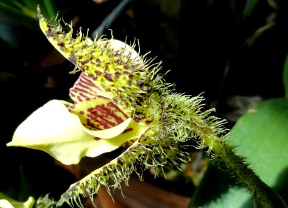 Dendrobium finisterrae - United States Botanic Garden - DSC09574