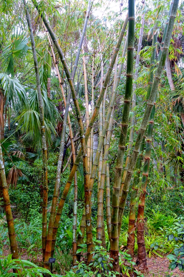 Dendrocalamus asper - McKee Botanical Garden - Vero Beach, Florida - DSC03212
