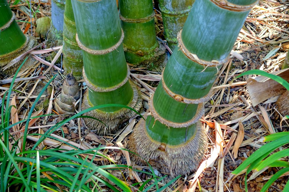 Dendrocalamus giganteus - Marie Selby Botanical Gardens - Sarasota, Florida - DSC01196