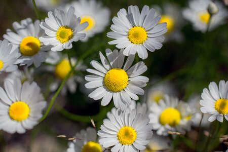 Daisy flower nature
