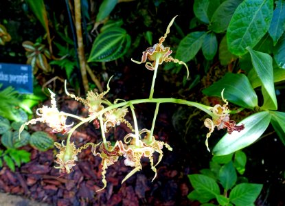 Dendrobium spectabile - Marie Selby Botanical Gardens - Sarasota, Florida - DSC00958